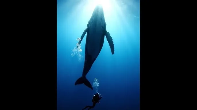 浅仓结希 - 深蓝星球：探索海洋深处的未知世界